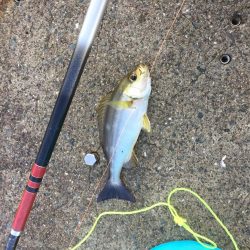 一文字渡堤再開