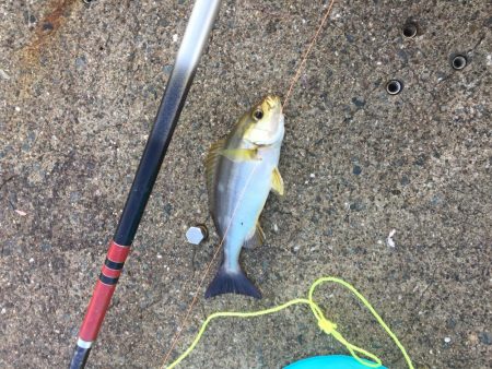 一文字渡堤再開