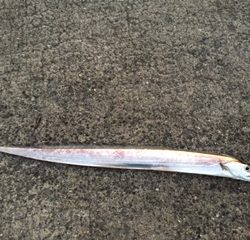 青物釣れず。。。