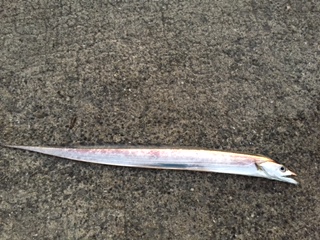 青物釣れず。。。