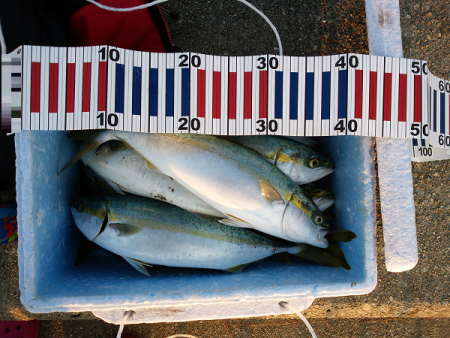 連日の青物トップゲーム