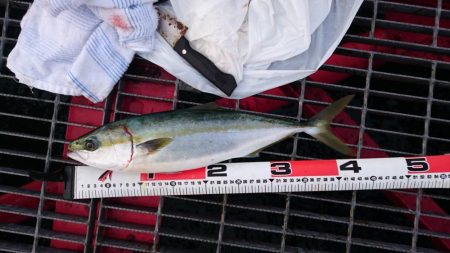 激熱ハマチ！！