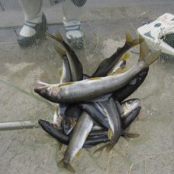 狩野川(狩野川漁業協同組合) 釣果