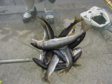 狩野川（狩野川漁業協同組合） 釣果