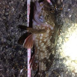 アジングのはずが、、、