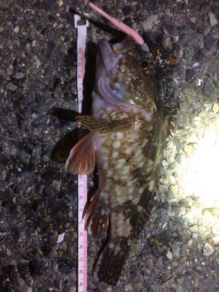 アジングのはずが、、、