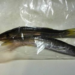 エギングでタコ、カサゴ、湾内ではカマス