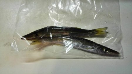 エギングでタコ、カサゴ、湾内ではカマス