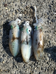 今日もチビだった