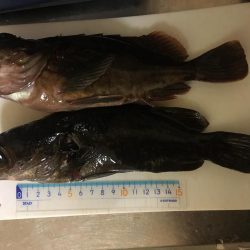 大きいの釣れた