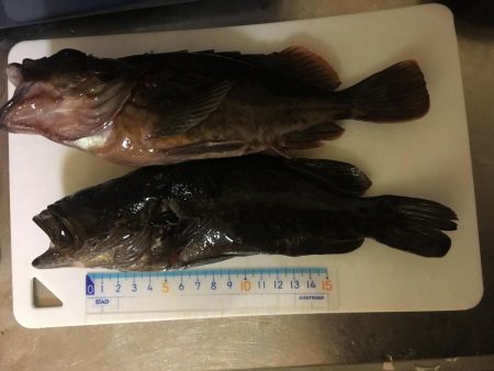 大きいの釣れた