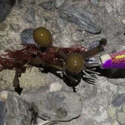 エギング終了します