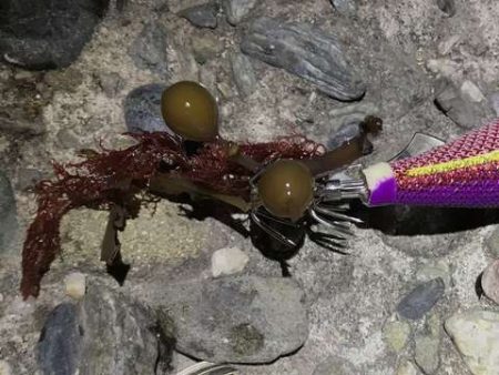 エギング終了します