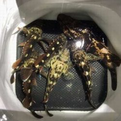 ガッシーパラダイス