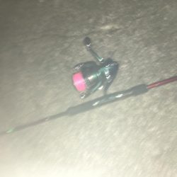 小イワシ泳がせ