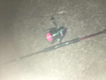 小イワシ泳がせ