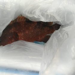 マイクロジギング