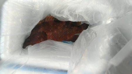 マイクロジギング