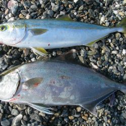 ショアジギングでハマチ、ネイリ