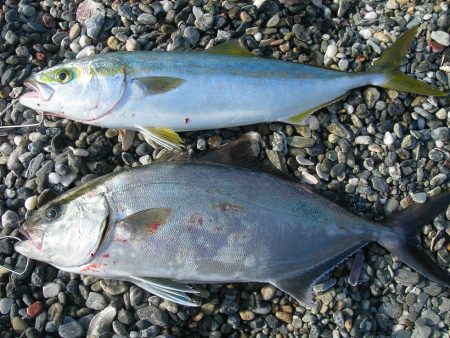 ショアジギングでハマチ、ネイリ