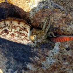 男鹿島エギング