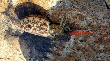 男鹿島エギング