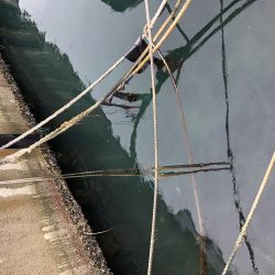 去年の面影なし