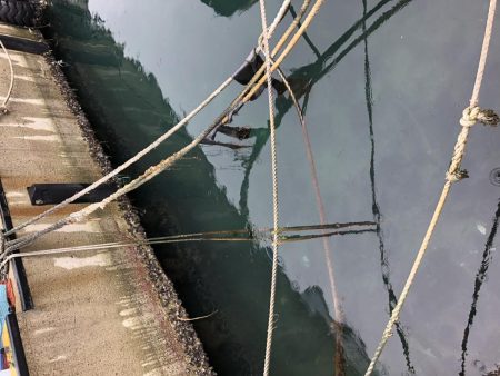 去年の面影なし