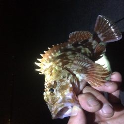 アジングのはずが、、、