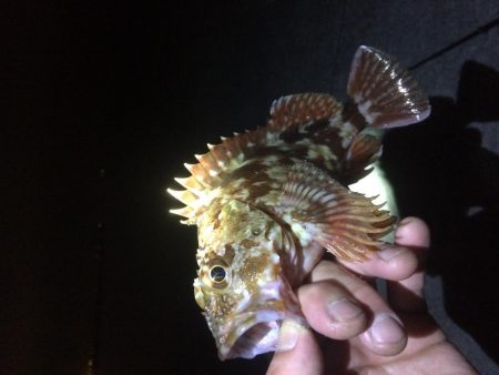 アジングのはずが、、、