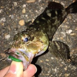 癒しを求めて…