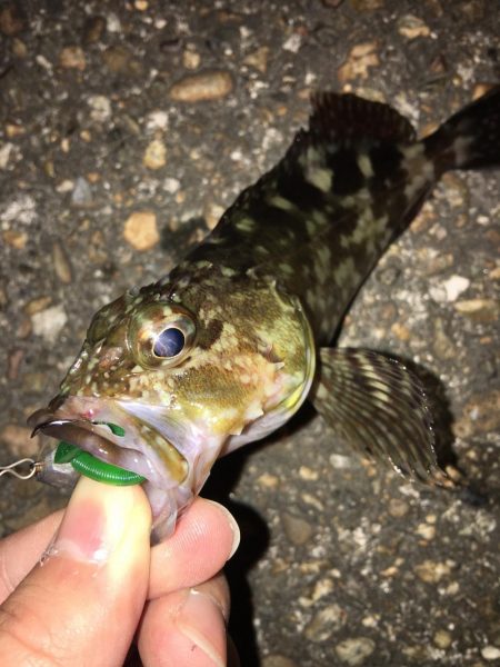 癒しを求めて…