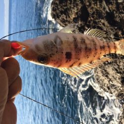 カワハギ投げ釣り