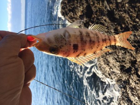 カワハギ投げ釣り