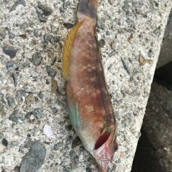 今日もアジ探し