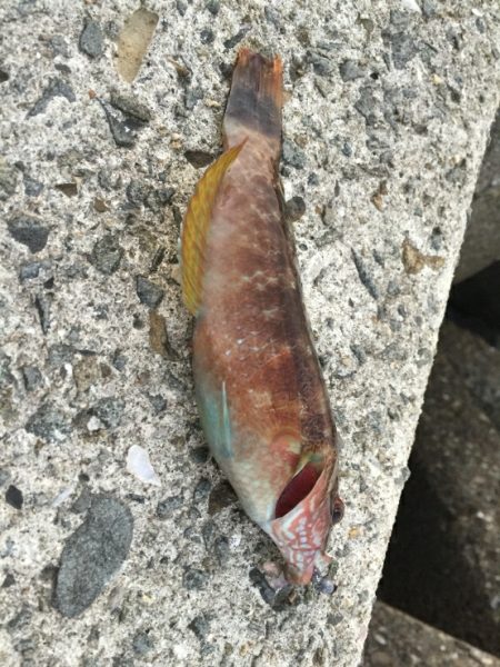 今日もアジ探し