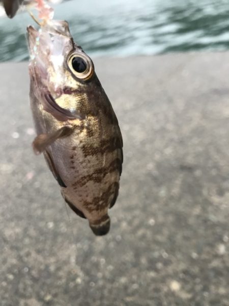 20171118-19大雨暴風たまに霰