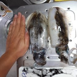 久しぶりエギング