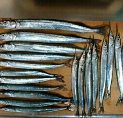 サンマ級サヨリ