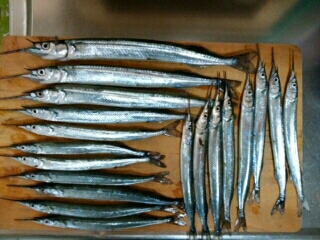 サンマ級サヨリ