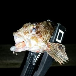 舞洲アジングNO5