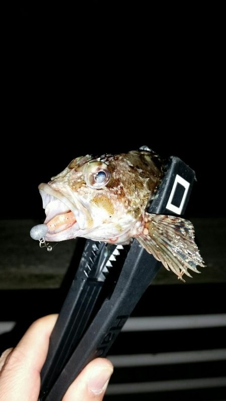 舞洲アジングNO5