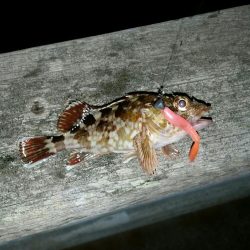 ロックフィッシュ調査NO1