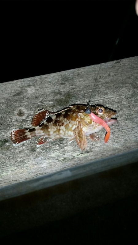 ロックフィッシュ調査NO1