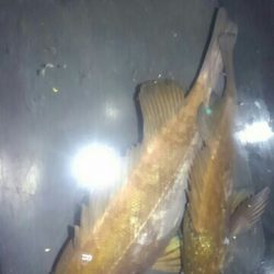 メバル26センチ