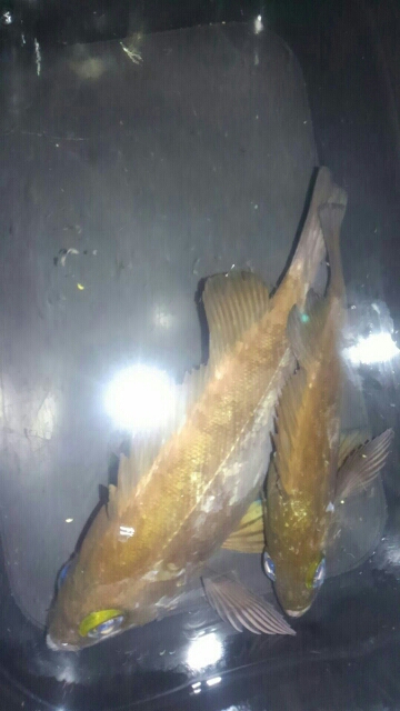 メバル26センチ