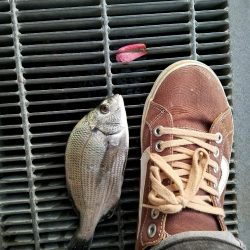 初チヌゲット！！