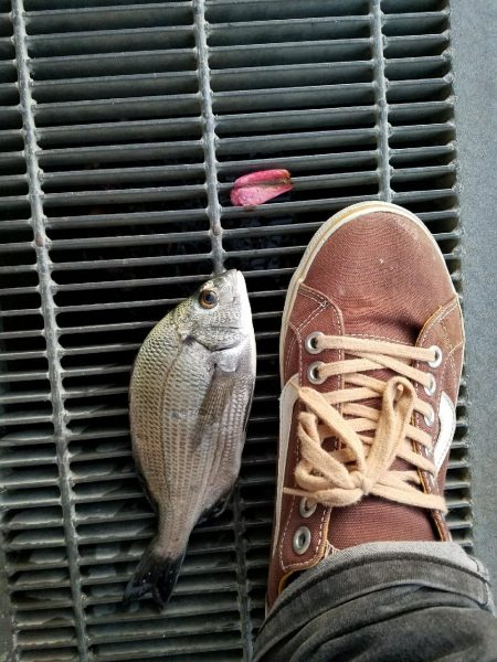 初チヌゲット！！