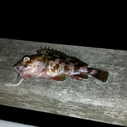 舞洲アジングNO6