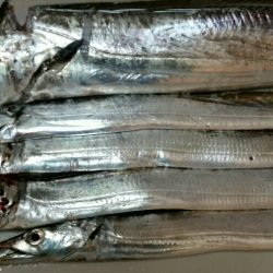 出ました!ドラゴン!!